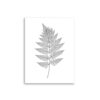 Affiche botanique fougère en noir et blanc – Ligne fine