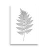 Affiche botanique fougère en noir et blanc – Ligne fine