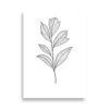Affiche botanique en noir et blanc – Ligne fine