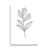Affiche botanique en noir et blanc – Ligne fine